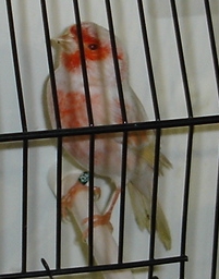 Satiné vermelho mosaico (macho)