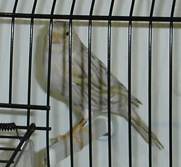 Topázio amarelo mosaico (fêmea)
