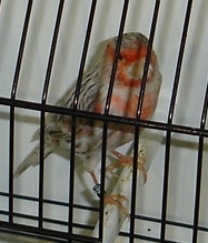 Topázio vermelho mosaico (macho)