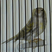 Onix amarelo mosaico (fêmea)