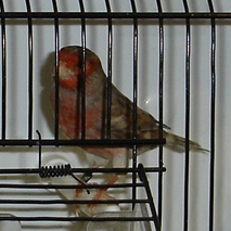 Castanho vermelho mosaico (macho)