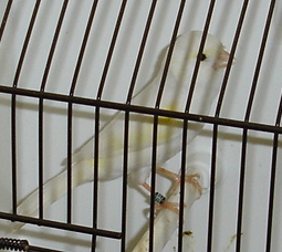 Lipocromo amarelo mosaico (fêmea)