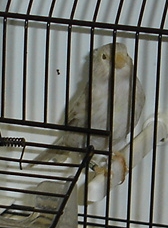 Ágata e isabel pastel amarelo mosaico (fêmea)