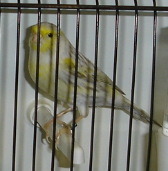 Ágata e isabel pastel amarelo mosaico (macho)