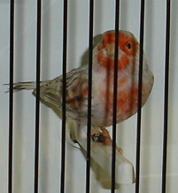 Ágata e isabel pastel vermelho mosaico (macho)