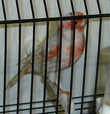 gata opala vermelho mosaico (macho)