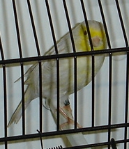 Satin amarelo mosaico (macho)