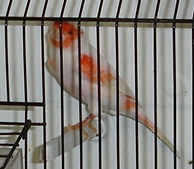 Lipocromo vermelho mosaico (macho)