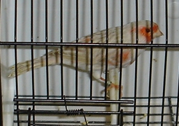 Isabel vermelho mosaico (macho)