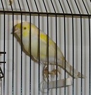 Lipocromo amarelo mosaico (macho)